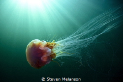 Lions mane jellyfish caught in the cold waters of the eas... by Steven Melanson 